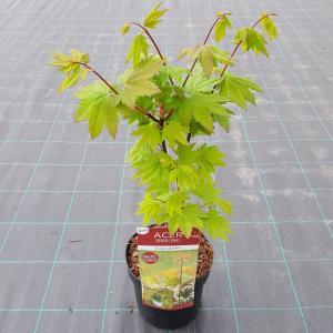 Japanse esdoorn (Acer circinatum "Burgundy Jewel") heester Japanse esdoorn (Acer circinatum "Burgundy Jewel") heester