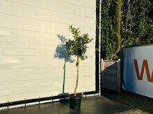 Citrusboom - Kumquat