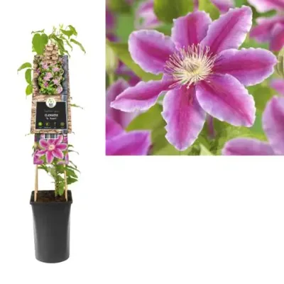 Roze bosrank (Clematis "Dr. Ruppel") klimplant Roze bosrank (Clematis "Dr. Ruppel") klimplant