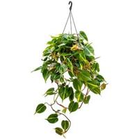 Philodendron grand brasil hangplant - thumbnail