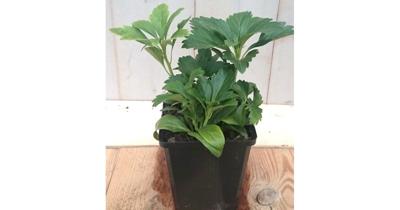 5 stuks! Pachysandra Warentuin Natuurlijk - Warentuin natuurlijk