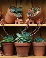 Terraliet bloempot 20x17cm terracotta - thumbnail