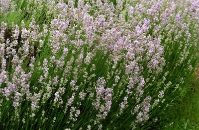 Lavendel