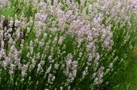Lavendel - thumbnail