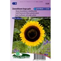 Helianthus Annuus Giganteus zaden Zonnebloem - thumbnail