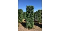 Kant & klaar haag Acer campestre blokhaag H250 x B80 x L80 cm Veldesdoorn Quickhedge - Quickhedge - thumbnail