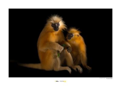 Gouden langoer Art Print National Geographic 50x70cm Gouden langoer Art Print National Geographic 50x70cm