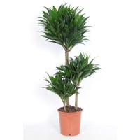 Dracaena compacta P 21 cm - thumbnail