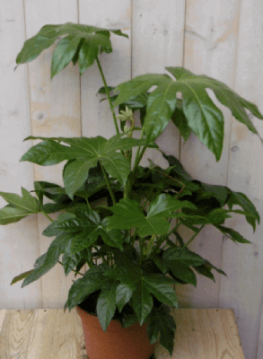 Fatsia Vingerplant 60 cm kamerplant Warentuin Natuurlijk - Warentuin natuurlijk