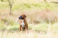 TRIXIE MUILKORF POLYESTER ZWART 15-36 CM 2 ST - thumbnail