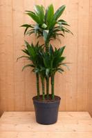 Drakenbloedboom Dracaena Fragrans Janet Lind/Groen H140-160 cm potmaat 27 cm 4 stammen kamerplant Warentuin Natuurlijk - Warentuin natuurlijk - thumbnail