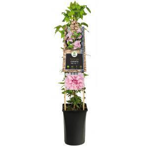 Klimplant Clematis Multi Pink - Roze Bosrank