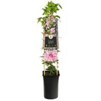 Klimplant Clematis Multi Pink - Roze Bosrank - thumbnail