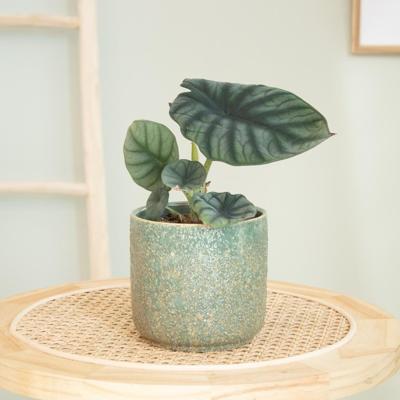 Alocasia Nebula - P12 Alocasia Nebula - P12