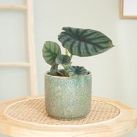 Alocasia Nebula - P12 - thumbnail