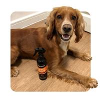 Animology Dirty Dawg No Rinse Dog Shampoo 250 ml - thumbnail