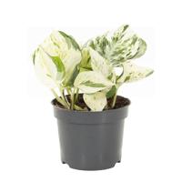 Epipremnum Scindapsus 'Happy Leaf' - P 12 cm - thumbnail