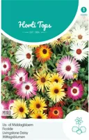 Zaden Dorotheanthus IJs- of Middagbloem gemengd Hortitops - Hortitops - thumbnail