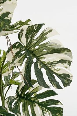 Mica Decorations kunstplant monstera 140cm groen