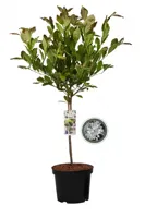 Magnolia Stellata - thumbnail