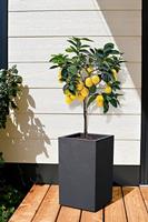 Vierkante bloempot, 30 cm hoog - EDA - Volcania Up - 36 L - Binnen/buiten - 29,5 x 29,5 x H49,5 cm - Antracietgrijs - thumbnail