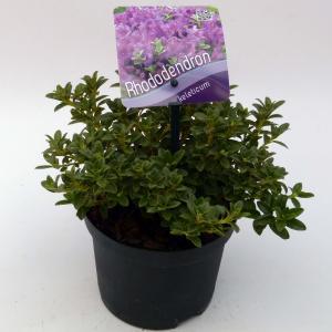 Dwerg rododendron (Rhododendron Calostrotum "Keleticum") heester - 15-20 cm - 8 stuks