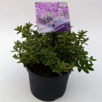 Dwerg rododendron (Rhododendron Calostrotum "Keleticum") heester - 15-20 cm - 8 stuks - thumbnail