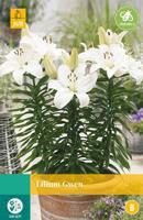 Lilium gwen JUB 2 bloembollen - Jub - thumbnail