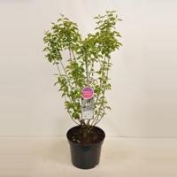 Sering (syringa chinensis "Bicolor") - 90-120 cm - 1 stuks - thumbnail