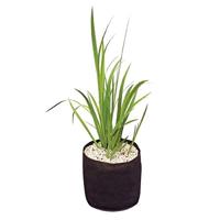 Velda plant basket D15 x 15 cm - thumbnail