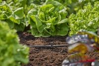 GARDENA Micro-Drip system 13216-20 T-stuk 4,6 mm (3/16) - thumbnail