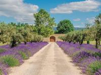 Lavendel deur 70x50cm Tuinschilderij Customize-it - Customize it - thumbnail