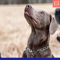 Hondenhalsband Hs Sprenger Halflang (60 cm) - thumbnail