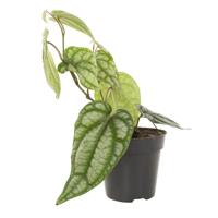 Piper Sylvaticum - P12 - thumbnail