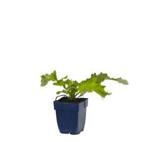 Echinops bann. Taplow Blue vaste plant Griffioen - Griffioen - thumbnail