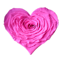 Longlife Rozenhartje donker roze - thumbnail