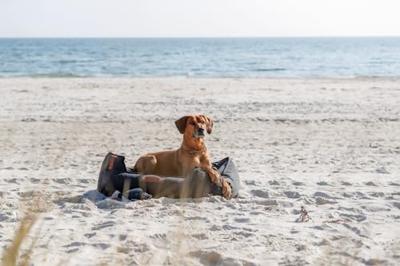 Trainingshalsbanden voor honden Trixie Be Nordic Grijs 45 cm - thumbnail