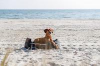 TRIXIE BE NORDIC HALSBAND HOND HALF-SLIP LEER BRUIN 45X0,8 CM - thumbnail