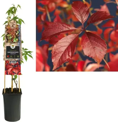 Klimplant Wilde Wingerd - Parthenocissus Engelmannii