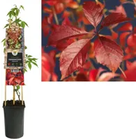Klimplant Wilde Wingerd - Parthenocissus Engelmannii - thumbnail