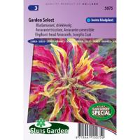 Bladamarant driekleurig bloemzaden - Garden Select - thumbnail