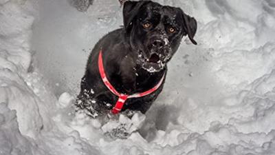 Hondenkluif PETMEX Runderpens 100g