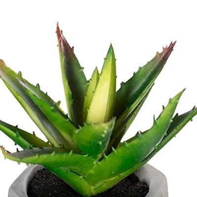 Decoratieve plant Atmosphera 7 x 14 cm Groen PVC