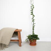 Hedera Helix Wonder - Klimop - P17 - thumbnail