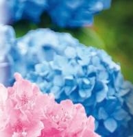 Hortensia/Rhododendron/Heide grond 30 liter - Warentuin mix - thumbnail