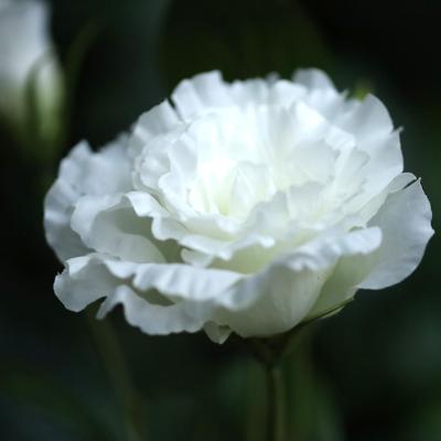 Lisianthus Kunsttak 61cm Wit