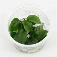 Anubias nangi - 3 stuks - aquarium plant - thumbnail