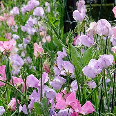 Lathyrus Odoratus zaden Old Sweet Scent reukerwt - thumbnail