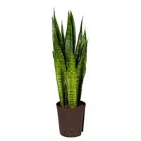 Sansevieria zeylanica M hydrocultuur plant - thumbnail