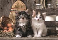 Clementoni puzzel schattige katjes - 1000 stukjes - thumbnail